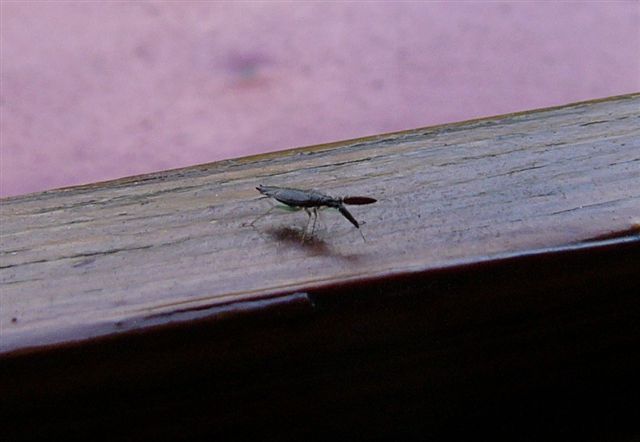 Miridae: Heterotoma sp. del Modenese